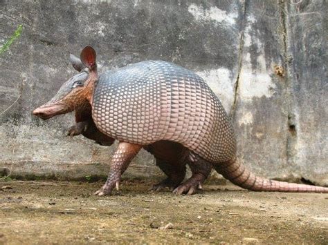 Tatú Carreta Cachicamo Sabanero Y Culotapado Tres Asombrosos Armadillos Seriamente Amenazados