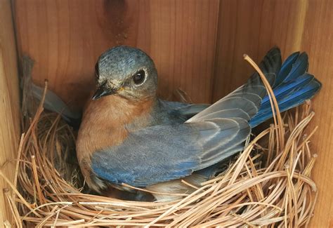 This female Eastern Bluebird is sitting tight on her recently hatched