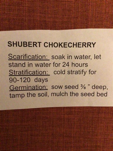 Schubert Chokecherry Prunus Virginiana Purple Leaved Etsy