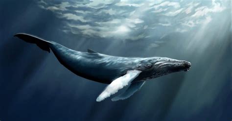 Baleen Whale - A-Z Animals