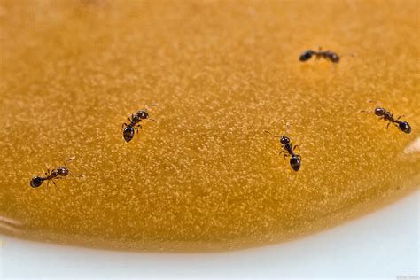 Ants Photography Contest Pictures Image Page 1