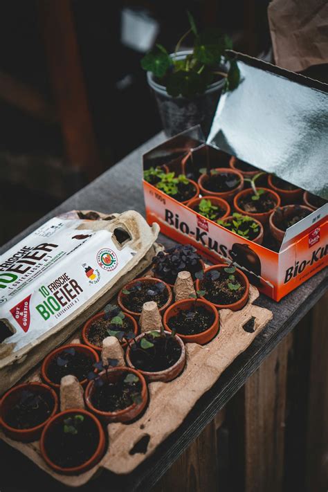 Watermelon Plant Spacing Tips | by John Walker | Mar, 2025 | Medium