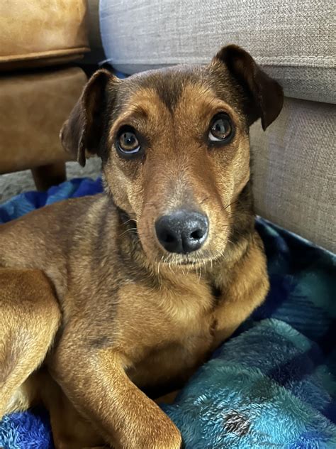 Jack Russell Terrier mix, rescue : r/mutt