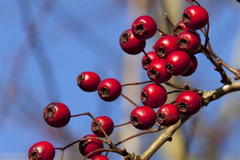 14 Proven Health Benefits of Eating Hawthorn Berry - How To Ripe