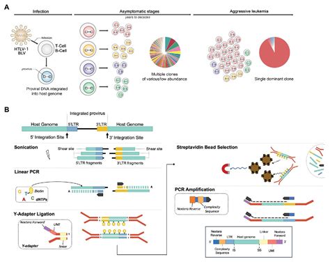 Next Generation Sequencing Schematic