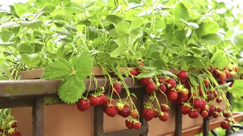 Growing Strawberries In Pots Its Berry Easy