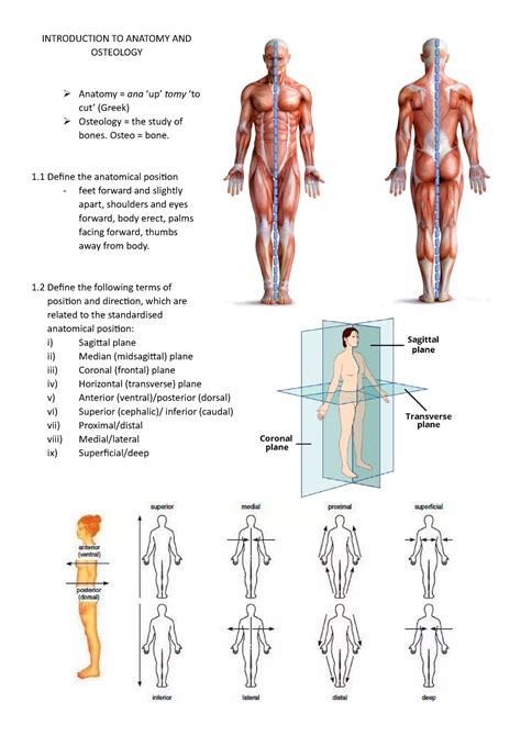 Prac Manual Section 1 Introduction To Anatomy And Osteology Anatomy