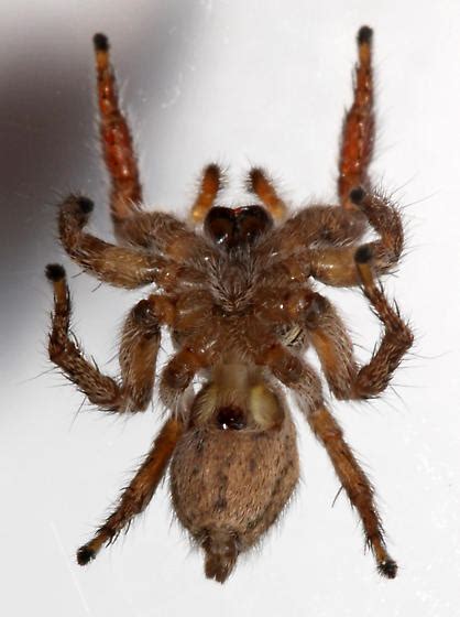 Pale Faced Habronattus Ventral Habronattus Coecatus Bugguide Net