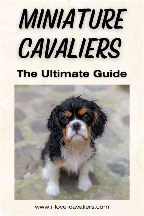 Teacup Cavalier King Charles Spaniel Mini Cavalier Cavalier King