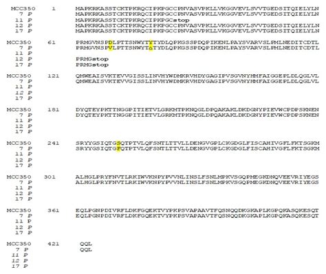 Ijms Free Full Text Structural Analysis Of Merkel Cell Polyomavirus