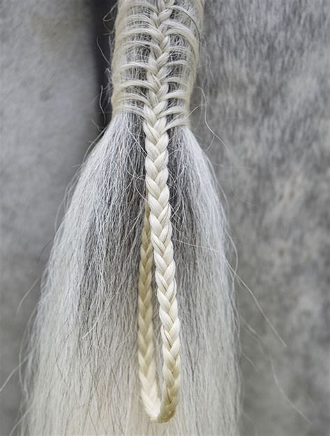 A How-To Guide for Tail Braiding – The Cheshire Horse