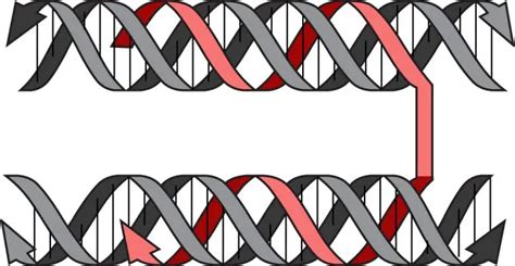 Triplex Origami A Game Changer In Gene Therapy And DNA Nanotechnology