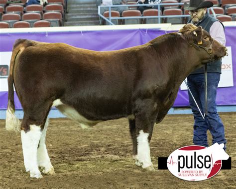 Cattlemens Congress Fullblood Maine Anjou Bulls The Pulse