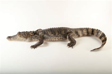 Ani013 00157 Joel Sartore