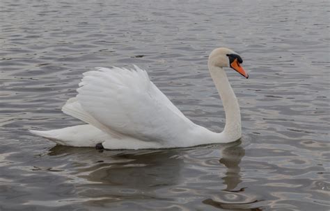 Cisne Bravo Origem Características Reprodução Habitat E Alimentação