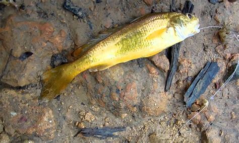 tip pancing spesies gelama dada kuning