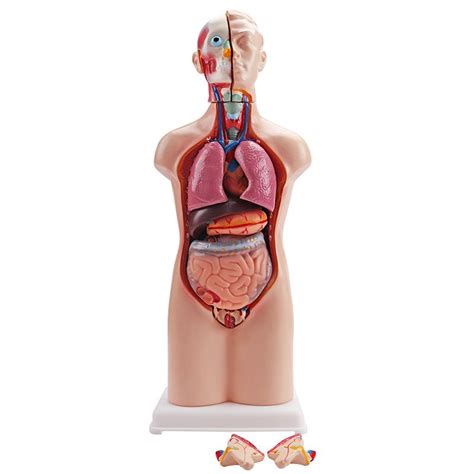 Human Torso Model Dual Sex 50cm Educational Model Teaching Model And