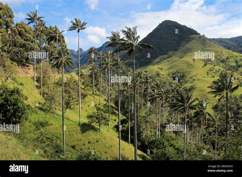 wax palm trees  cocora valley  res stock photography  images alamy