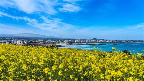 Ultimate Day Itinerary For Jeju Island Explore The Best Of South