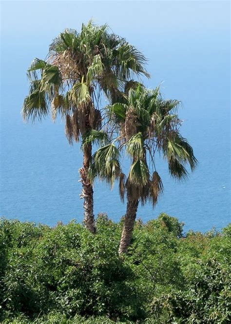 Washingtonia Robusta Palmeras Y Jardines