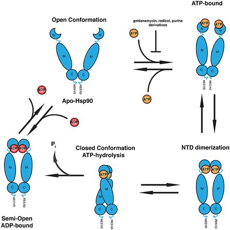 Frontiers The Hsp70 Hsp90 Chaperone Machinery In Neurodegenerative