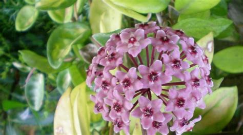 Hoya Carnosa Flor De Cera Para Mi Jardín