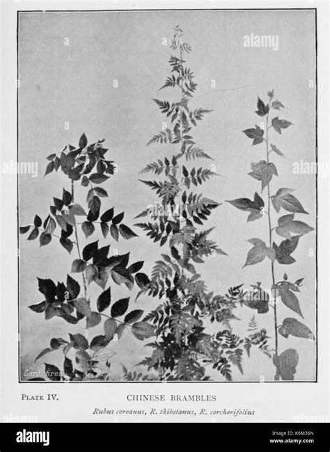 Brambles Illustration Hi Res Stock Photography And Images Alamy