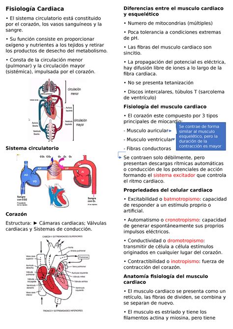 Settimanalmente Sale Ottenere Il Controllo Sistema Cardiaco Fisiologia