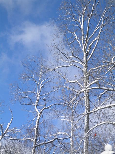 Just Cold Naked Trees Outdoor Sights Scenes