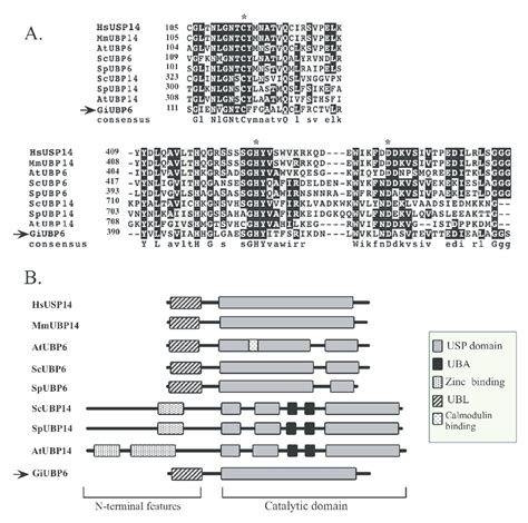 Alignment Of Usp Domains And Domain Structure Of Ubiquitin Specific