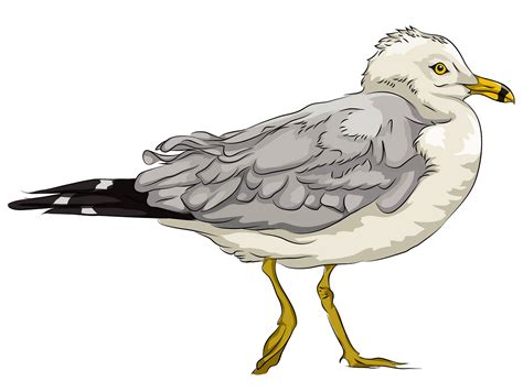 Free Seagull Cliparts Download Free Seagull Cliparts Png Images Free