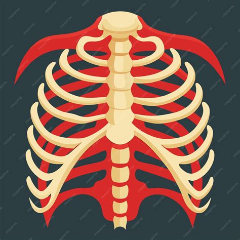 human rib cage  ray clip art  vector design   white background