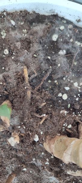 На грунте у монстеры сегодня появилась плесень. Подскажите, как ...