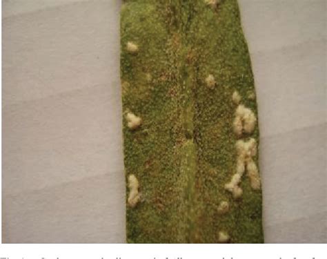 Figure 5 From Albugo Candida Causing White Rust On Erysimum Crassicaule