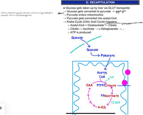 Fatty Acid Synthesis Flashcards Quizlet