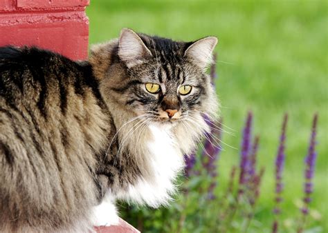 Cymric Cat Breed Profile Characteristics And Care