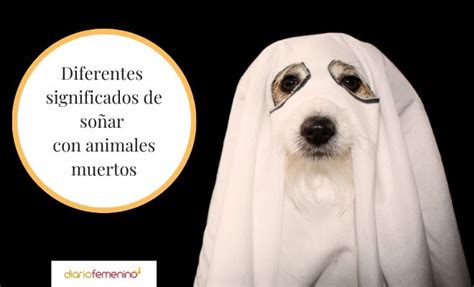 Qué significa soñar con un animal muerto Incluye VÍDEO