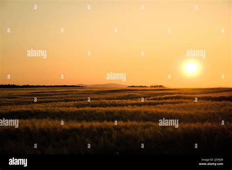Beautiful sunset in wheat hi-res stock photography and images - Alamy