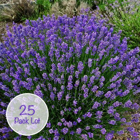 Buy Lavandula Hidcote 25 Pack from Fernview Nurseries