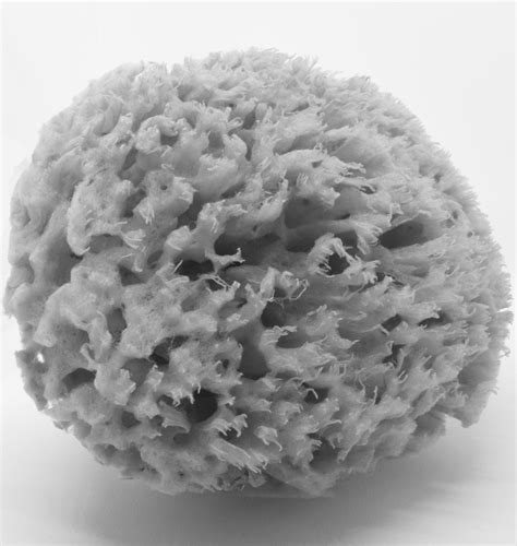 Natural Sea Sponge Hard Type - AG Natural Sea Sponges