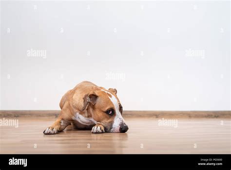 Empty Dog House Hi Res Stock Photography And Images Alamy