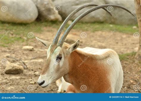 Scimitar Horned Oryx stock photo. Image of mamal, curved - 24339114