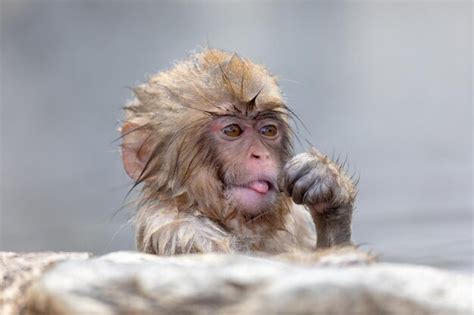 Premium Photo Japanese Snow Monkey In Hot Spring