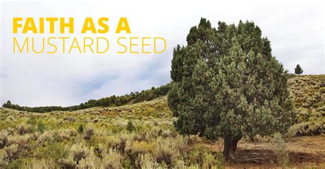 » Faith As A Mustard Seed