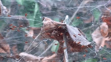 Spiders - News on the eight-legged arachnids
