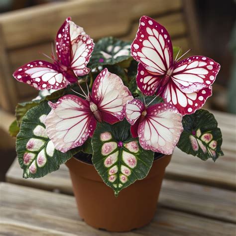 The Enchanting Begonia Moonlight Butterfly Your Ultimate Care And