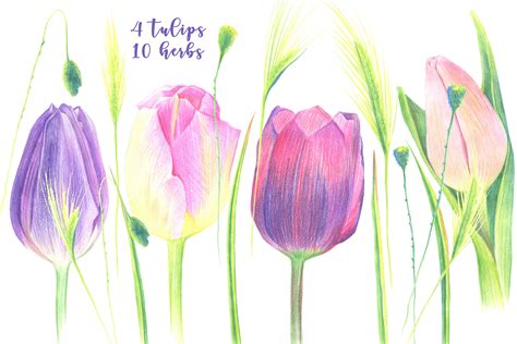 Four Tulips By Tandy Thehungryjpeg