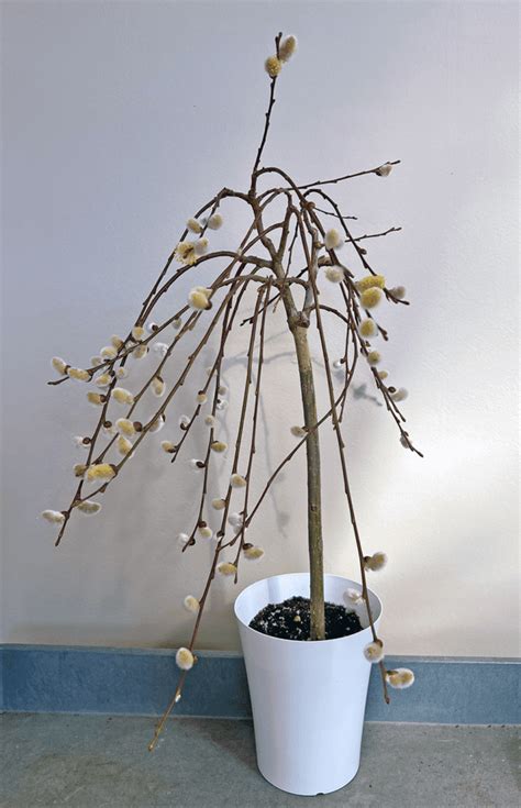 A Pussy Willow Tree Tale Hyannis Country Garden