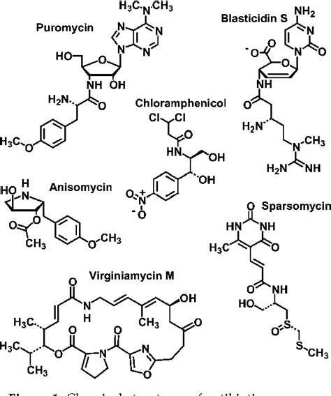 Figure 1 From Structures Of Five Antibiotics Bound At The Peptidyl Transferase Center Of The