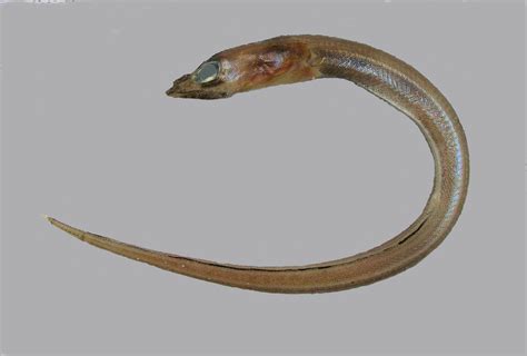 conger eel family photographs  information congridae mexico